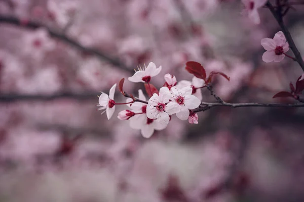 Foyer Sélectif Belle Fleur Cerisier Saison Des Fleurs Cerisier Généralement — Photo