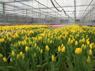 Serada laleler çiçek açar.