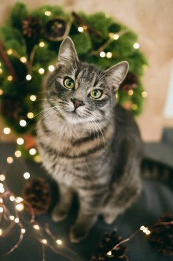 Beautiful cat near New Year's corolla clipart