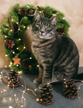 Yeni yıl corolla yakınındaki güzel kedi