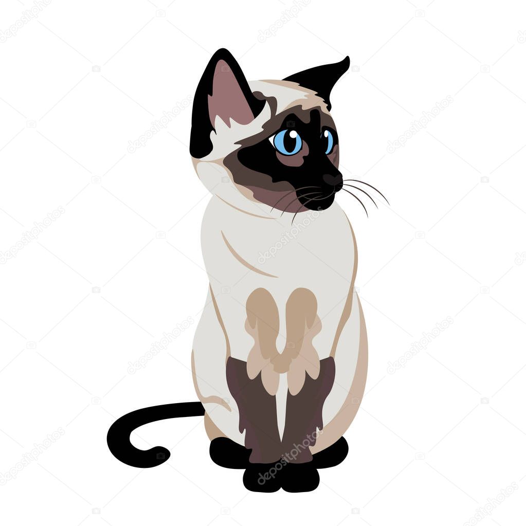 Cartoon Cute Siamese Cat Illustration Isolated