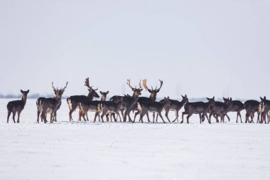 Kış manzarasında bir grup vahşi geyik, ormanın dışındaki tarlada.