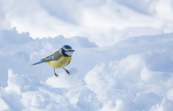 Small Blue tit (Parus caeruleus) sitting on snow searching for food, in cold sunny winter day. Selective focus — Stockfoto