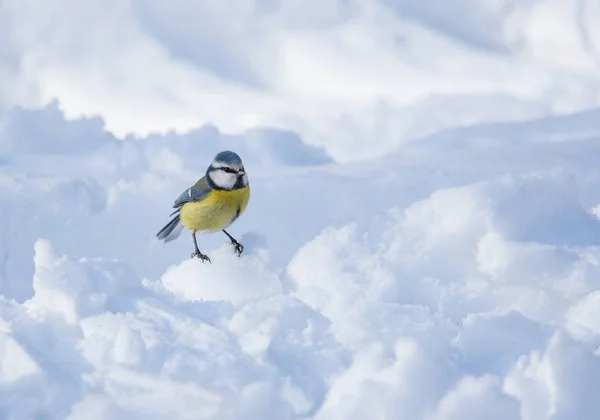 Small Blue tit (Parus caeruleus) sitting on snow searching for food, in cold sunny winter day. Selective focus — Stockfoto