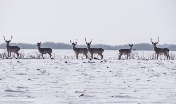 冬の風景の野生の鹿のグループは、森の外のフィールドに — ストック写真