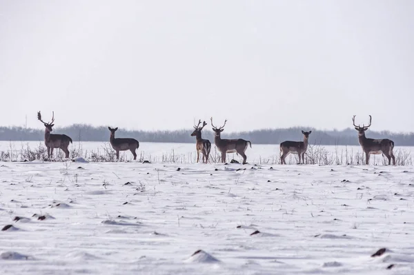 Groep wilde herten in winterlandschap, op het veld buiten het bos — Stockfoto