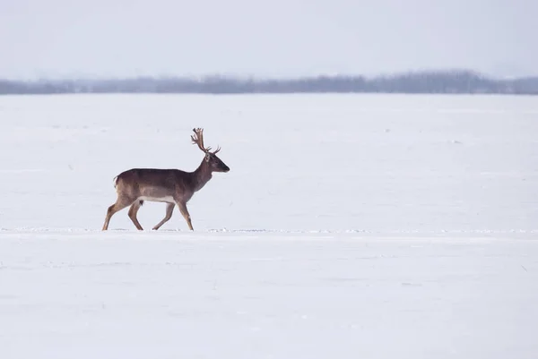 Wild deer in winter landscape, on the field outside the forest — Stock Photo, Image