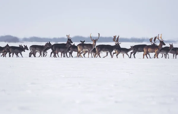 Grupo de ciervos silvestres en el paisaje invernal, en el campo fuera del bosque —  Fotos de Stock