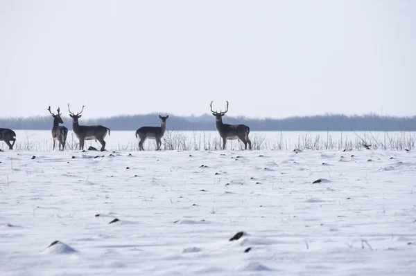 Grupo de ciervos silvestres en el paisaje invernal, en el campo fuera del bosque —  Fotos de Stock