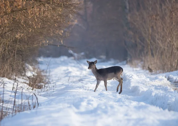 Wild deer in winter landscape, in the forest — Stock Photo, Image