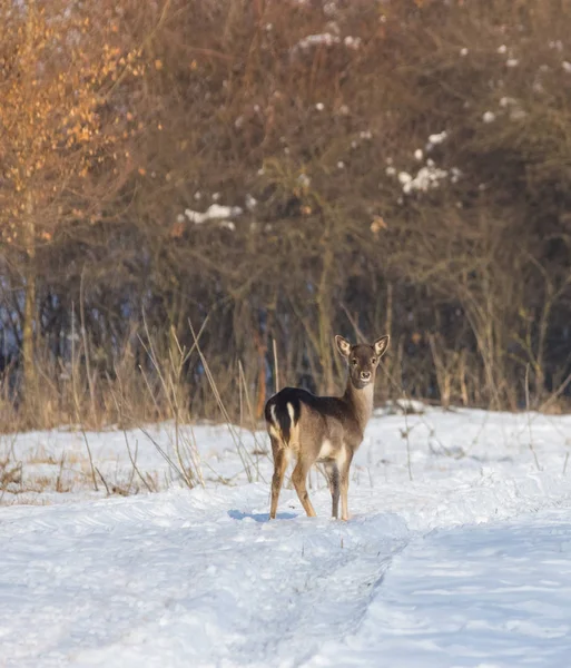 Rehe in der Winterlandschaft, im Wald — Stockfoto