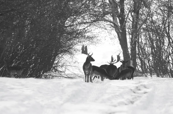 Grupo de veados selvagens na paisagem de inverno, no campo fora da floresta — Fotografia de Stock