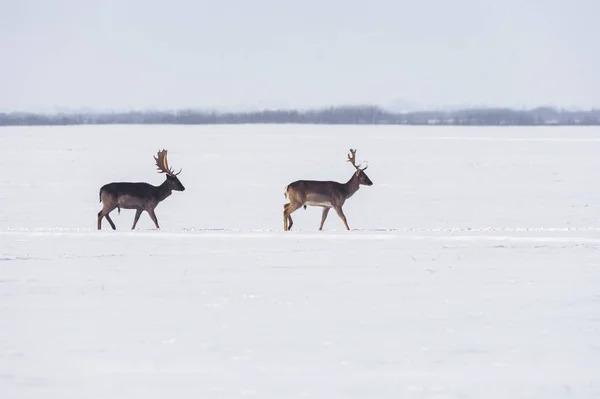 Rotwild in der Winterlandschaft, auf dem Feld außerhalb des Waldes — Stockfoto