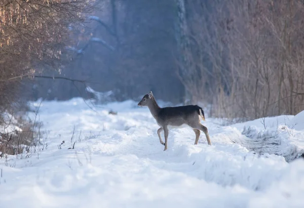 Dziki jeleń w zimowym krajobrazie, w lesie — Zdjęcie stockowe