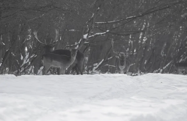 Grupo de veados selvagens na paisagem de inverno, no campo fora da floresta — Fotografia de Stock