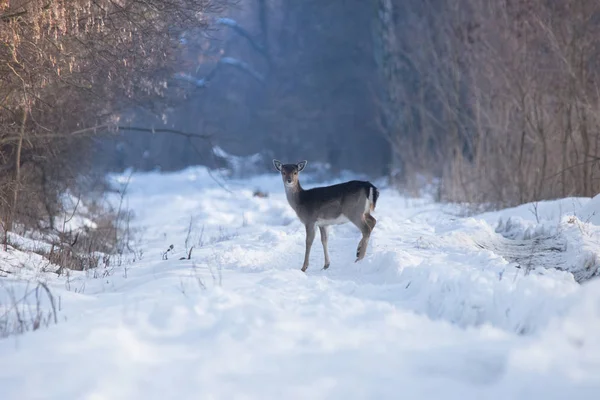 Dziki jeleń w zimowym krajobrazie, w lesie — Zdjęcie stockowe