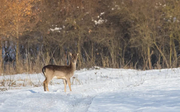 Ciervos salvajes en el paisaje invernal, en el bosque —  Fotos de Stock