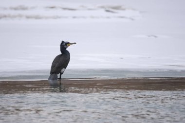 Büyük siyah karabatak (Phalacrocorax carbo) kış manzarasında. Seçici odak