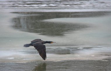 Büyük siyah karabatak (Phalacrocorax carbo) kışın nehrin üzerinde uçar. Seçici odak