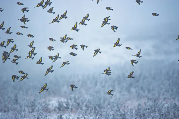 European Goldfinch (Carduelis carduelis) flying over a frozen field in winter misty morning. Selective focus — 스톡 사진