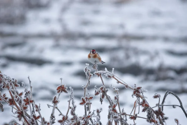 Chardonneret d'Europe (Carduelis carduelis) reposant sur une branche gelée le matin brumeux d'hiver. Concentration sélective — Photo