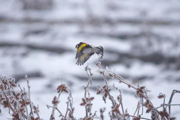 European Goldfinch (Carduelis carduelis) flyger iväg från en frusen gren på vintern dimmig morgon. Selektiv inriktning — Stockfoto
