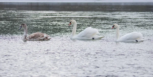 Cisnes graciosos nadando no rio, no inverno. Foco seletivo — Fotografia de Stock
