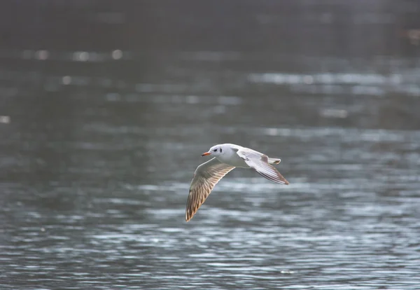 Fiskmåsen flyger över floden, på vintern. Selektiv inriktning — Stockfoto