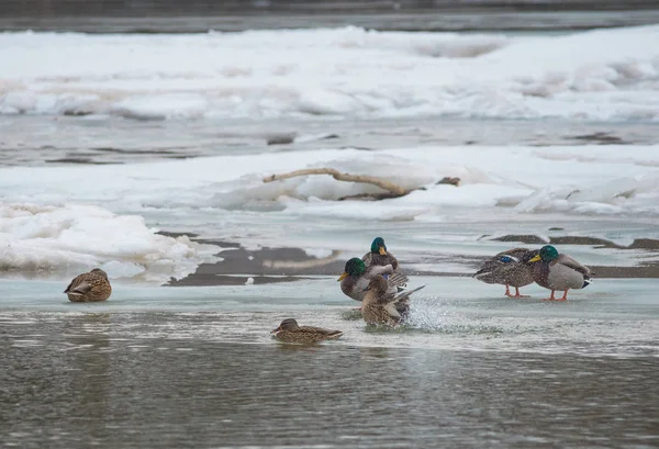 Mallard patos descansando en la orilla del río, en invierno. Enfoque selectivo — Foto de Stock