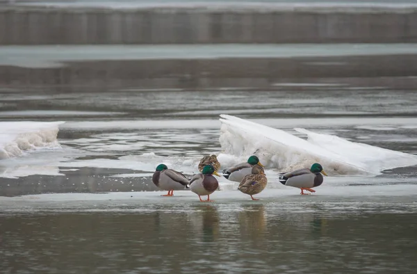 Mallard patos descansando en la orilla del río, en invierno. Enfoque selectivo — Foto de Stock