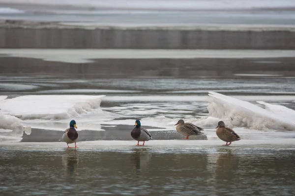 Mallard patos descansando en la orilla del río, en invierno. Enfoque selectivo — Foto de Stock