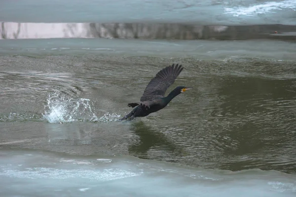 The great black cormorant (Phalacrocorax carbo) flying over the river, in winter. Selective focus — 스톡 사진