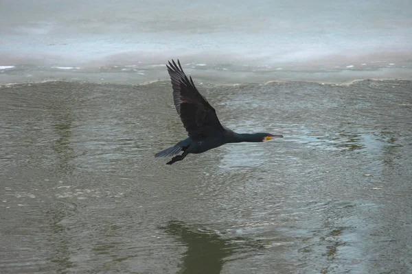 El gran cormorán negro (Phalacrocorax carbo) volando sobre el río, en invierno. Enfoque selectivo — Foto de Stock