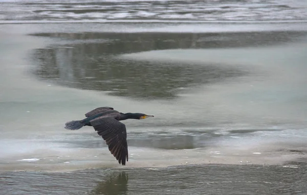 Le grand cormoran noir (Phalacrocorax carbo) survole la rivière, en hiver. Concentration sélective — Photo