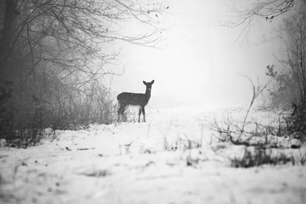Zarte Wildhirschsilhouette im nebligen Wintermorgen, auf dem Feld vor dem Wald. — Stockfoto