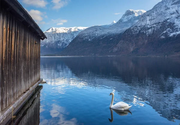 Labuť na průzračné vodě jezera Hallstattersee a na krásných horách, které jej obklopují v oblasti Salzkammergut, Rakousko, v zimě — Stock fotografie