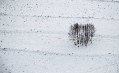 Kışın küçük bir huş ağacı grubu, siyah beyaz fotoğraf