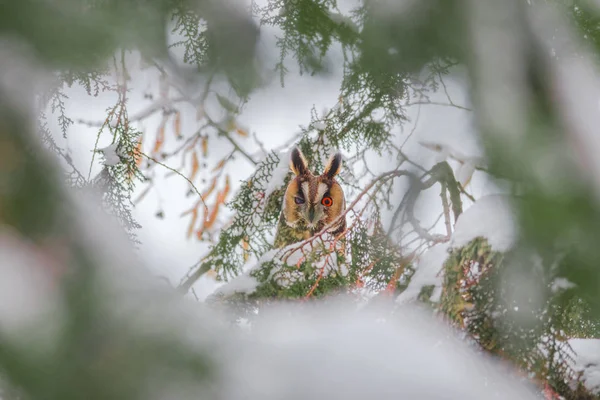 Retrato de coruja de orelhas compridas (Asio otus) escondido em uma árvore nevada, no dia frio de inverno — Fotografia de Stock