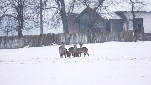 Gruppe Zarter Hirsche Winterlicher Landschaft Auf Einem Feld Außerhalb Des — Stockfoto