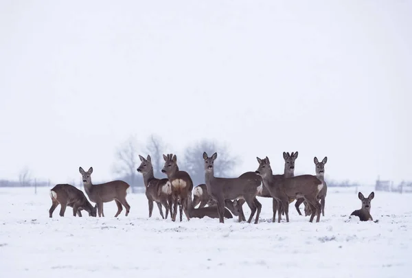 Group Group Delicate Wild Deer Winter Landscape Field Forest Selective — Stock Photo, Image