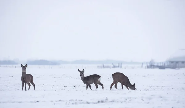 Groep Delicate Wilde Herten Het Winterlandschap Het Veld Buiten Het — Stockfoto