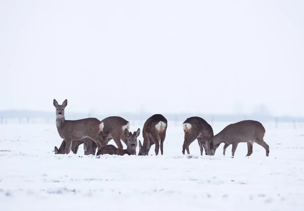 Grupo Grupo Delicados Ciervos Salvajes Paisaje Invernal Campo Fuera Del —  Fotos de Stock