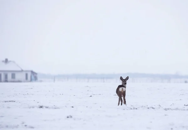 Delicato Cervo Selvatico Nel Paesaggio Invernale Sul Campo Fuori Dalla — Foto Stock