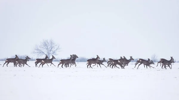 Groep Delicate Wilde Herten Het Winterlandschap Het Veld Buiten Het — Stockfoto