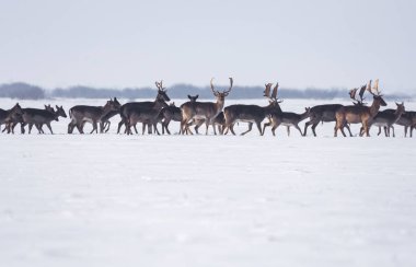 Kış manzarasında bir grup vahşi geyik, ormanın dışındaki tarlada.