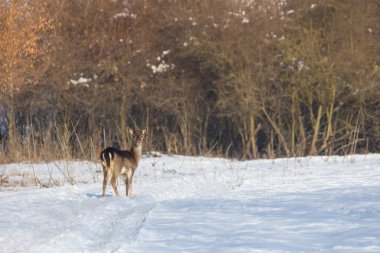Kış manzarasında, ormanın dışındaki tarlada narin bir geyik.