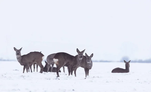Група делікатних диких оленів в зимовому пейзажі, на полі поза лісом. Вибірковий фокус — стокове фото