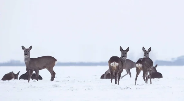 Groep delicate wilde herten in het winterlandschap, op het veld buiten het bos. Selectieve focus — Stockfoto