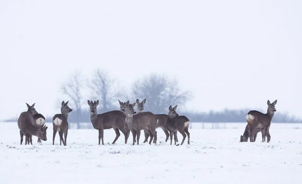 Group of delicate wild deer in winter landscape, on the field outside the forest. Selective focus — Stock Photo, Image