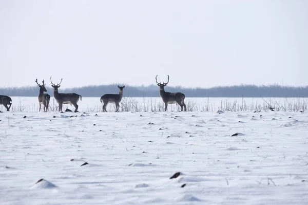 Groep wilde herten in winterlandschap, op het veld buiten het bos — Stockfoto